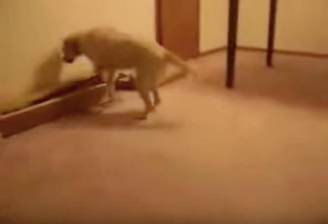 ラブラドールレトリーバー,動画