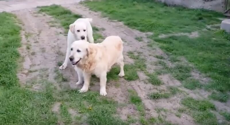 ゴールデンレトリーバー,動画