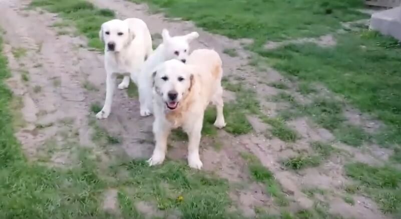 ゴールデンレトリーバー,動画