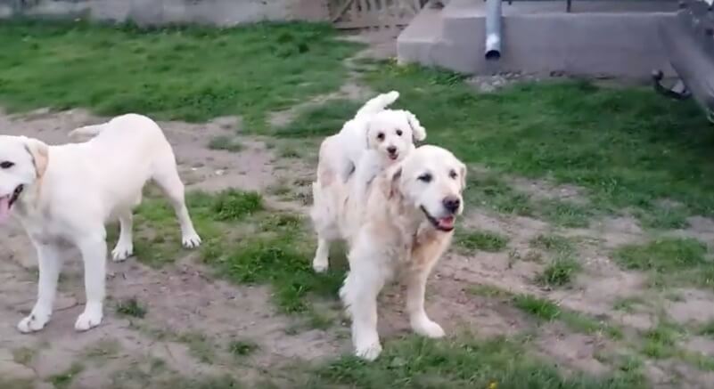 ゴールデンレトリーバー,動画