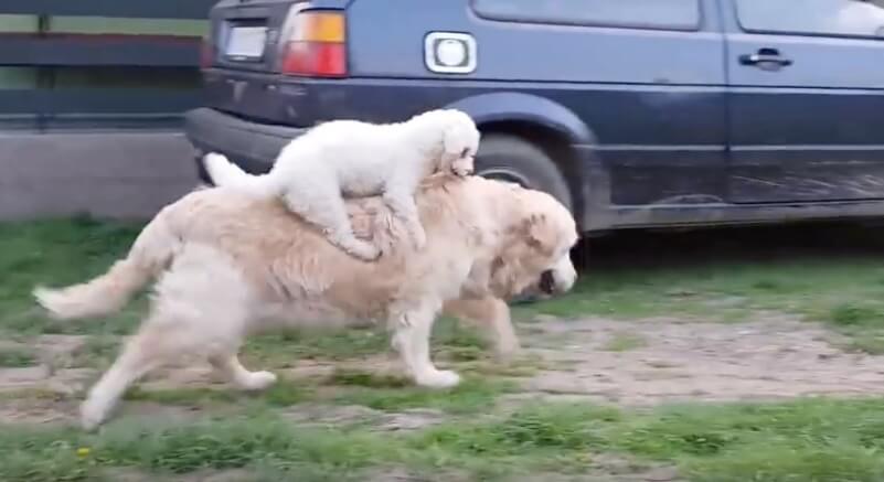 ゴールデンレトリーバー,動画