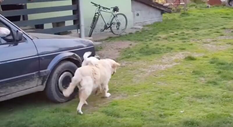 ゴールデンレトリーバー,動画