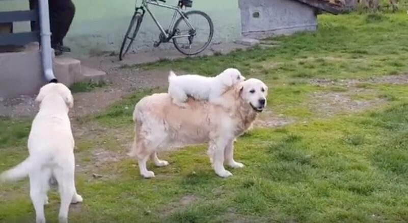 ゴールデンレトリーバー,動画