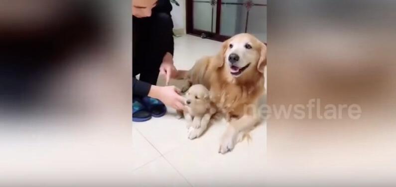 ゴールデンレトリーバー,動画