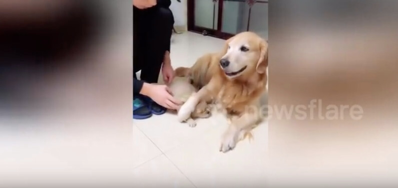 ゴールデンレトリーバー,動画