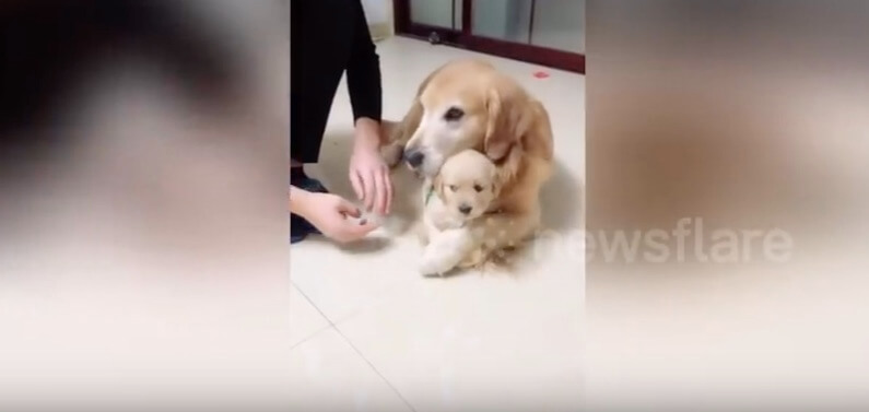 ゴールデンレトリーバー,動画