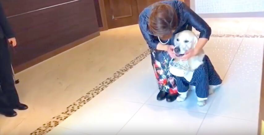 ゴールデンレトリーバー,Instagram