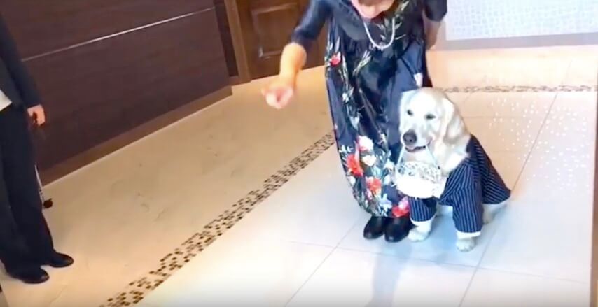 ゴールデンレトリーバー,Instagram