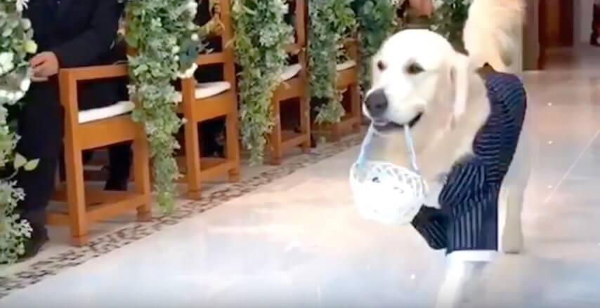 ゴールデンレトリーバー,Instagram