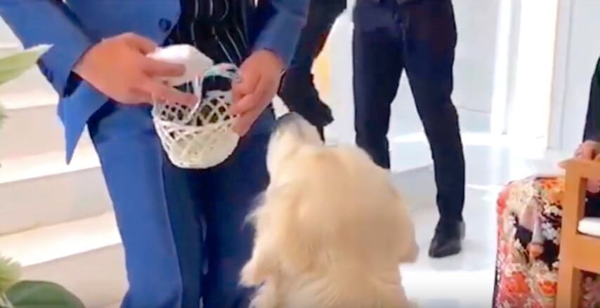 ゴールデンレトリーバー,Instagram