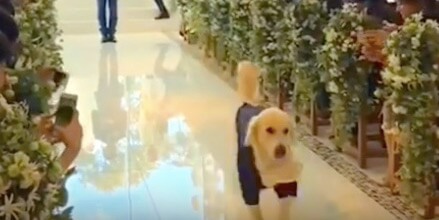 ゴールデンレトリーバー,Instagram