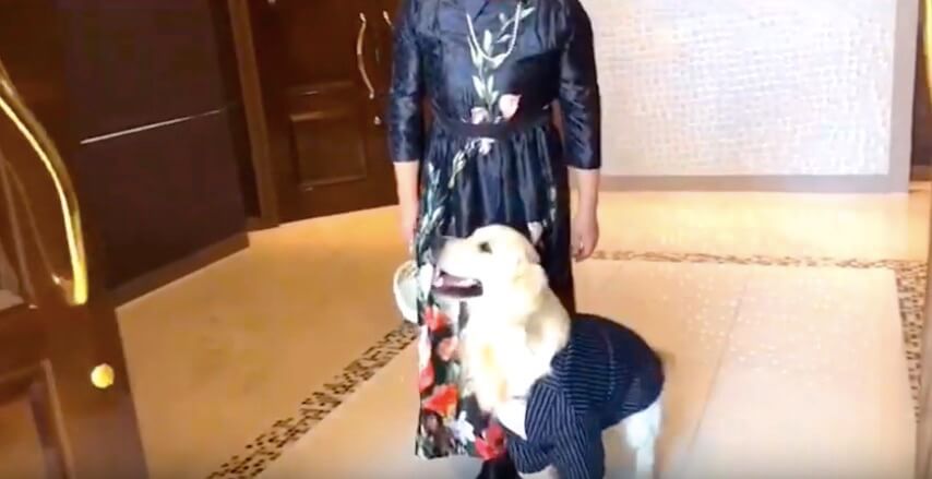 ゴールデンレトリーバー,Instagram