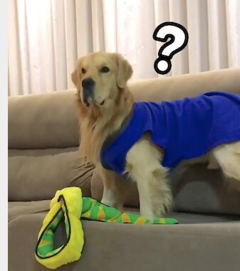 ゴールデンレトリーバー,Instagram