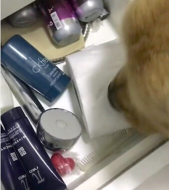 ゴールデンレトリーバー,Instagram