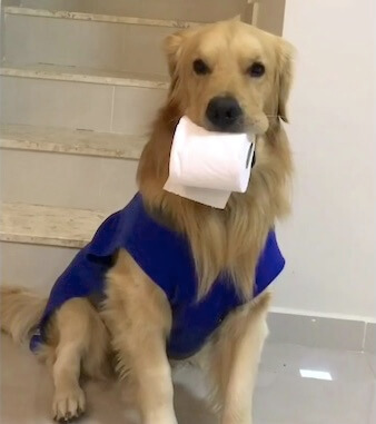 ゴールデンレトリーバー,Instagram