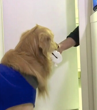 ゴールデンレトリーバー,Instagram