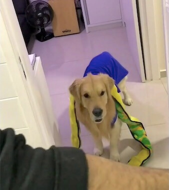 ゴールデンレトリーバー,Instagram