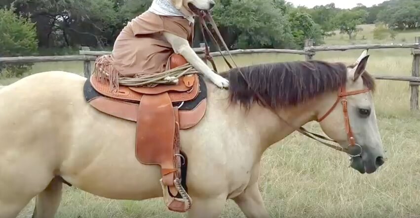 ラブラドールレトリーバー,動画