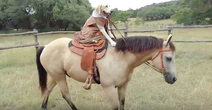 ラブラドールレトリーバー,動画