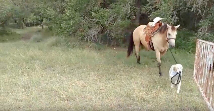 ラブラドールレトリーバー,動画