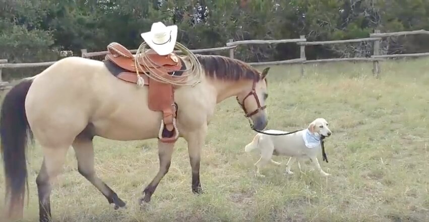 ラブラドールレトリーバー,動画