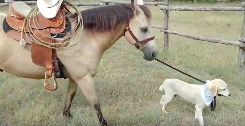 ラブラドールレトリーバー,動画