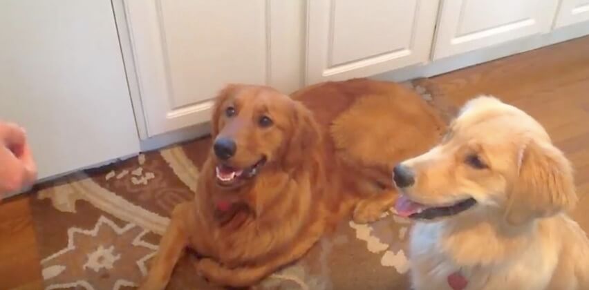 ゴールデンレトリーバー,動画