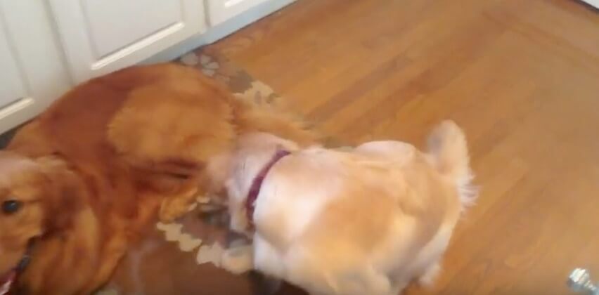 ゴールデンレトリーバー,動画