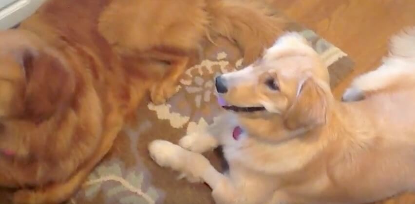 ゴールデンレトリーバー,動画