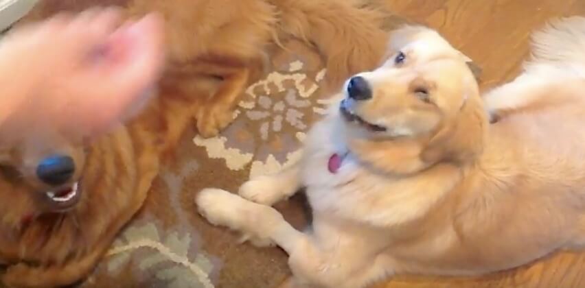 ゴールデンレトリーバー,動画