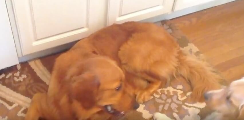 ゴールデンレトリーバー,動画