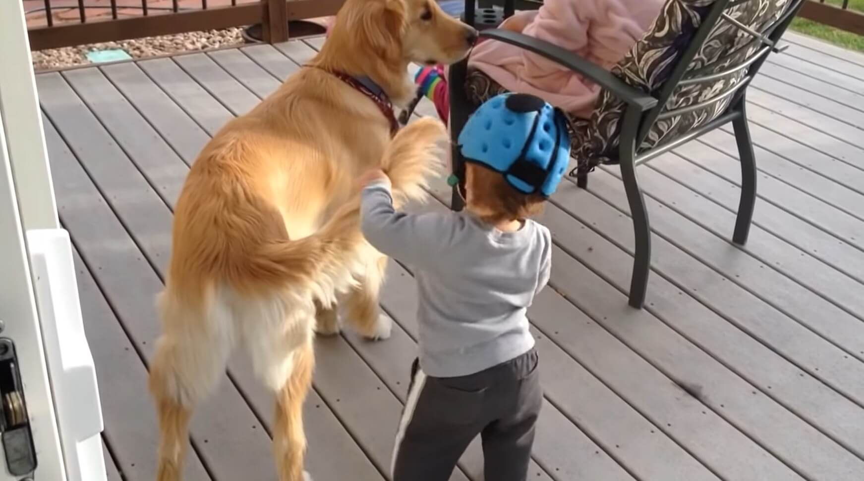 ゴールデンレトリーバー,動画