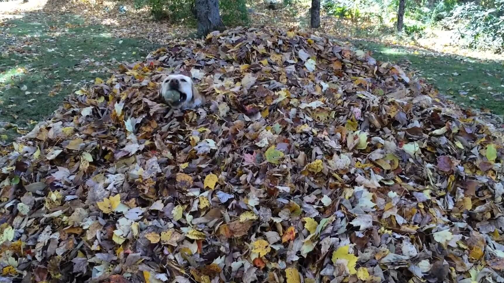 ラブラドールレトリーバー,動画