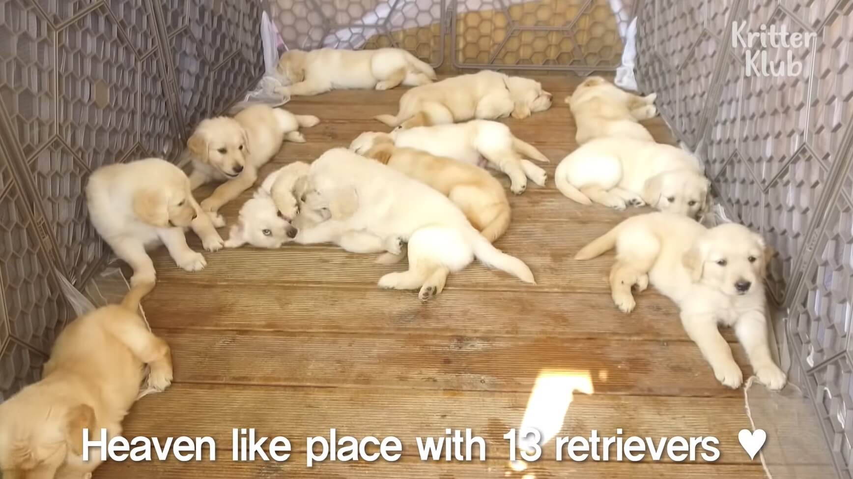 ゴールデンレトリーバー,動画