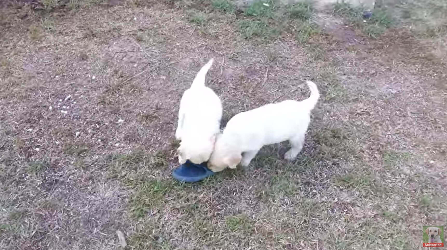 ラブラドールレトリーバー,動画