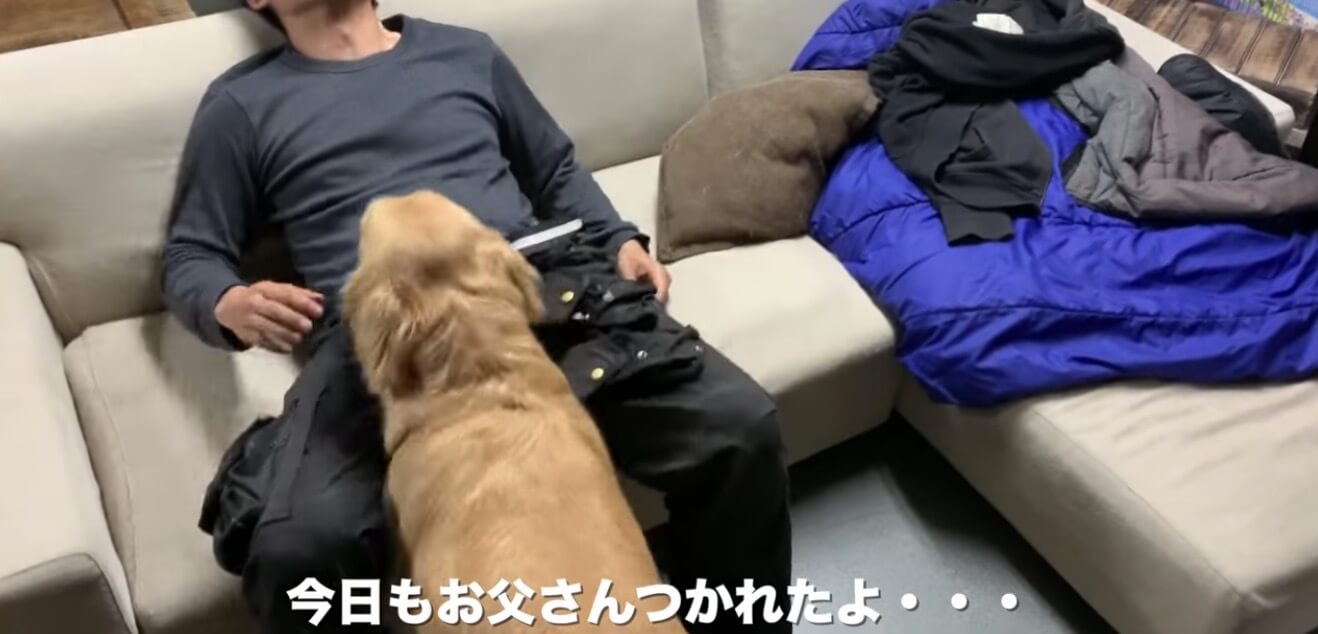 ゴールデンレトリーバー,動画