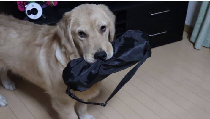 ゴールデンレトリーバー,動画