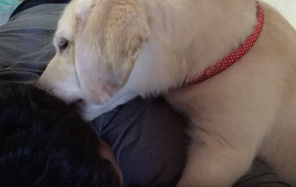 ラブラドールレトリーバー,動画