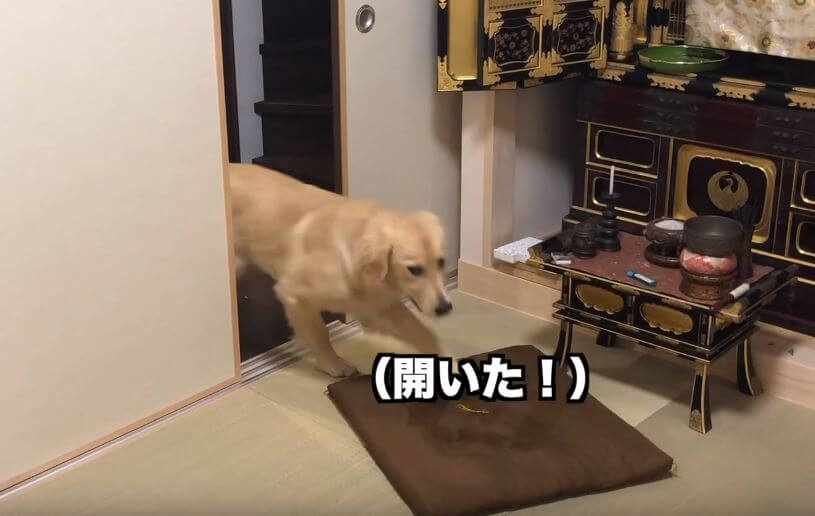 ゴールデンレトリーバー,動画