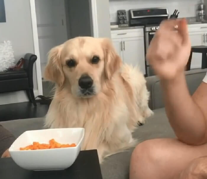 ゴールデンレトリーバー,動画