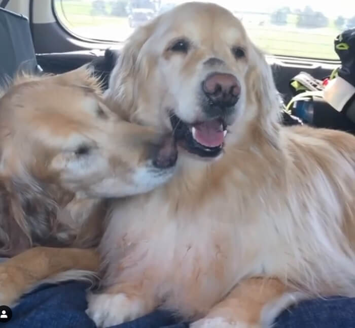 ゴールデンレトリーバー,動画