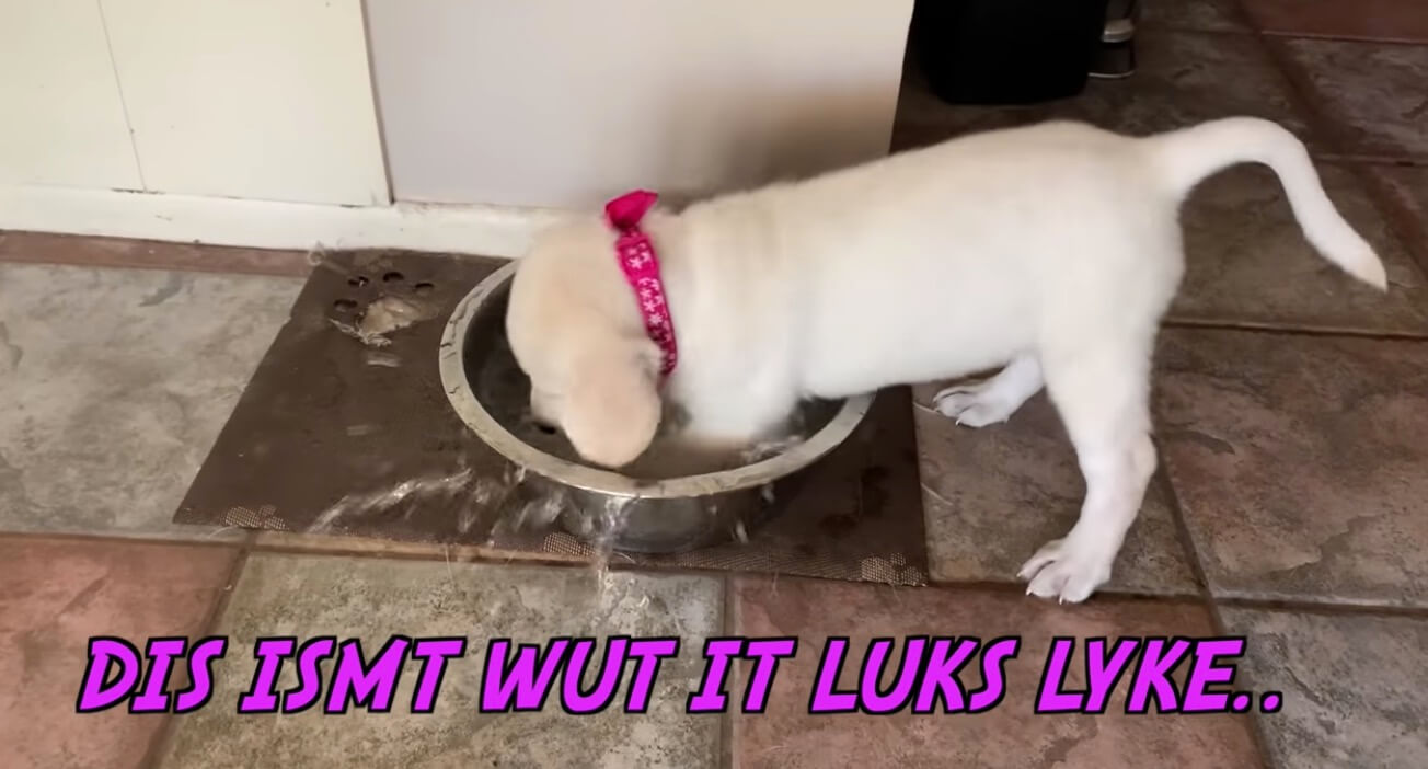 ラブラドールレトリーバー,動画