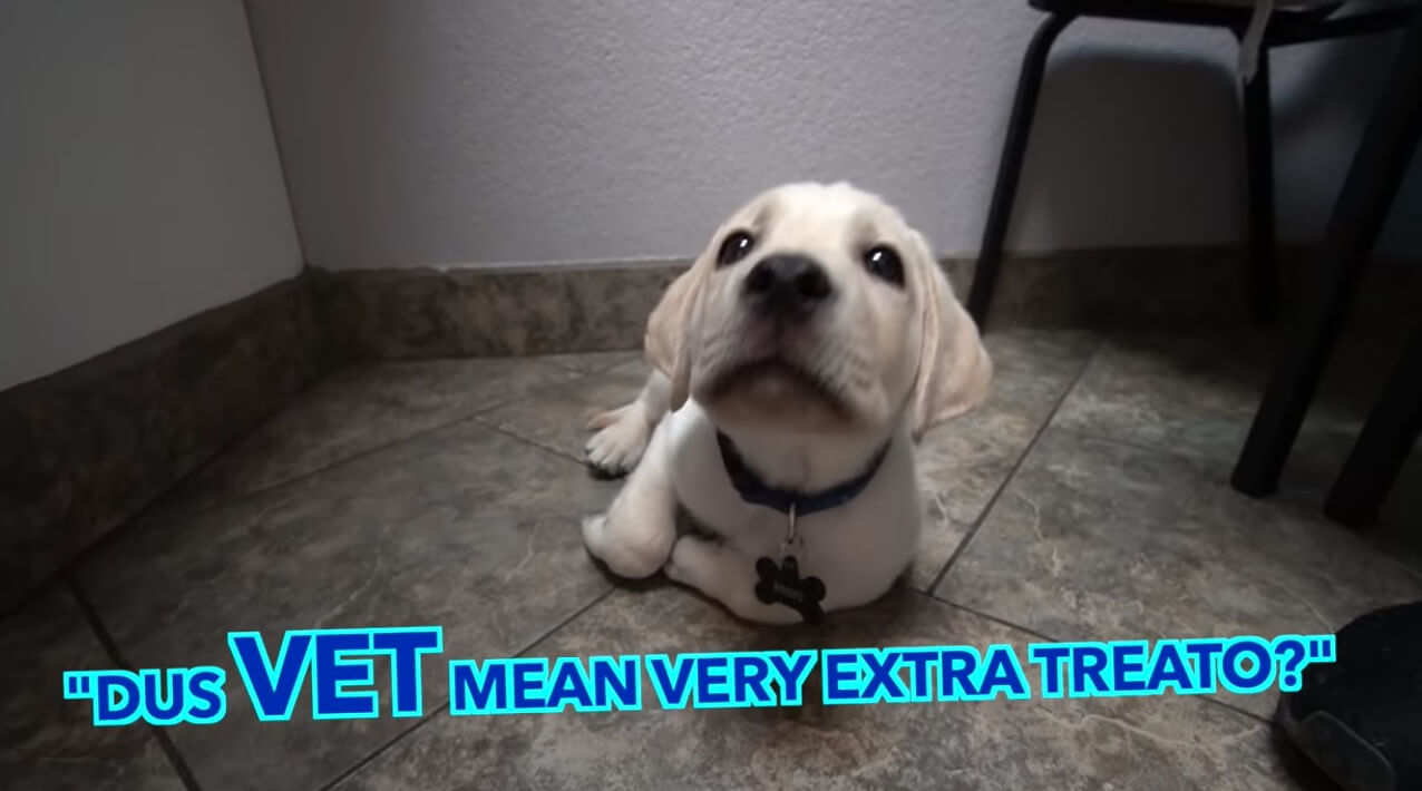 ラブラドールレトリーバー,動画