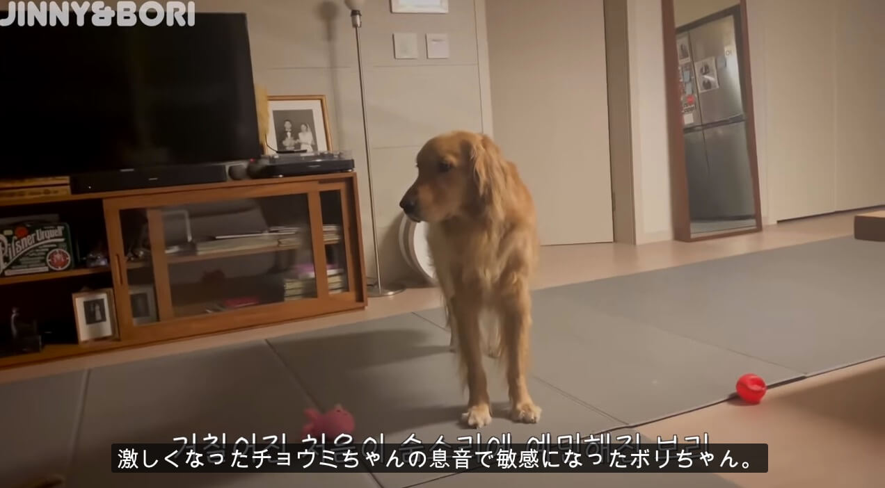 ゴールデンレトリーバー,動画