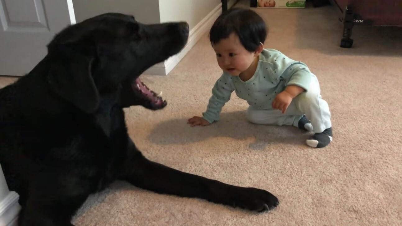 ラブラドールレトリーバー,動画