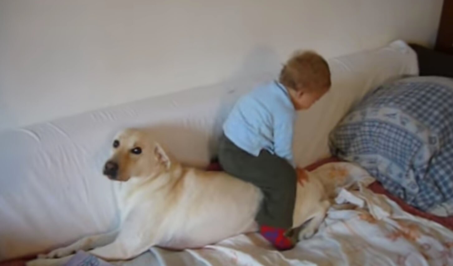 ラブラドールレトリーバー,動画