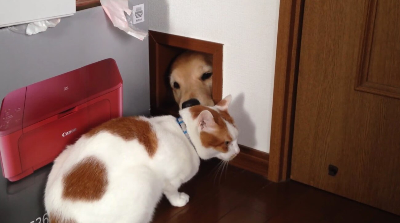 ゴールデンレトリーバー,動画