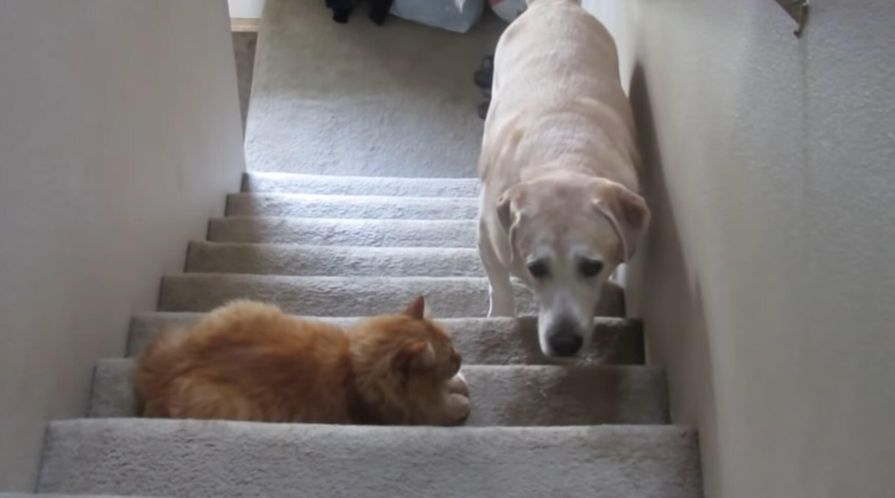 ラブラドールレトリーバー,動画