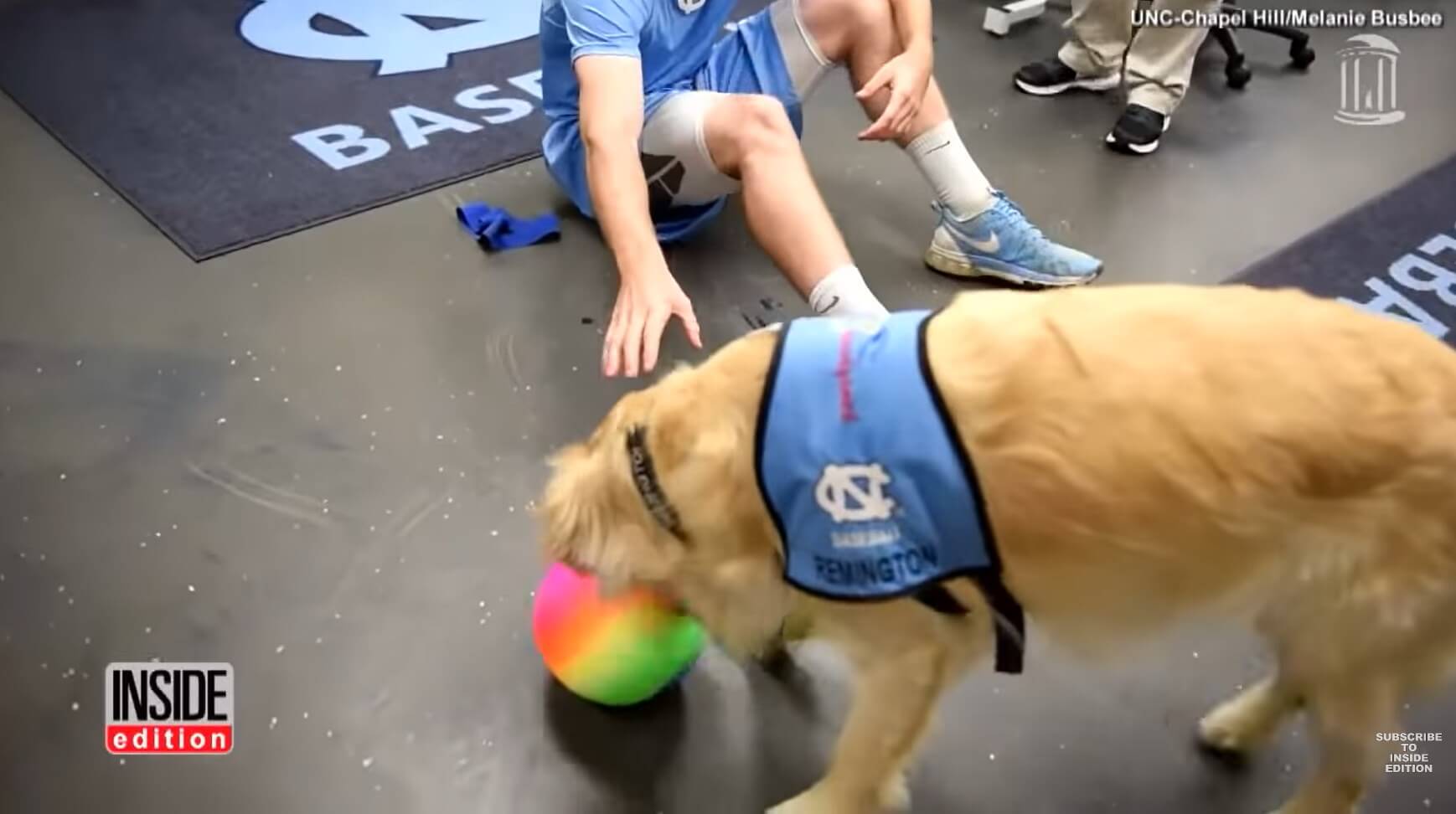 ゴールデンレトリーバー,動画