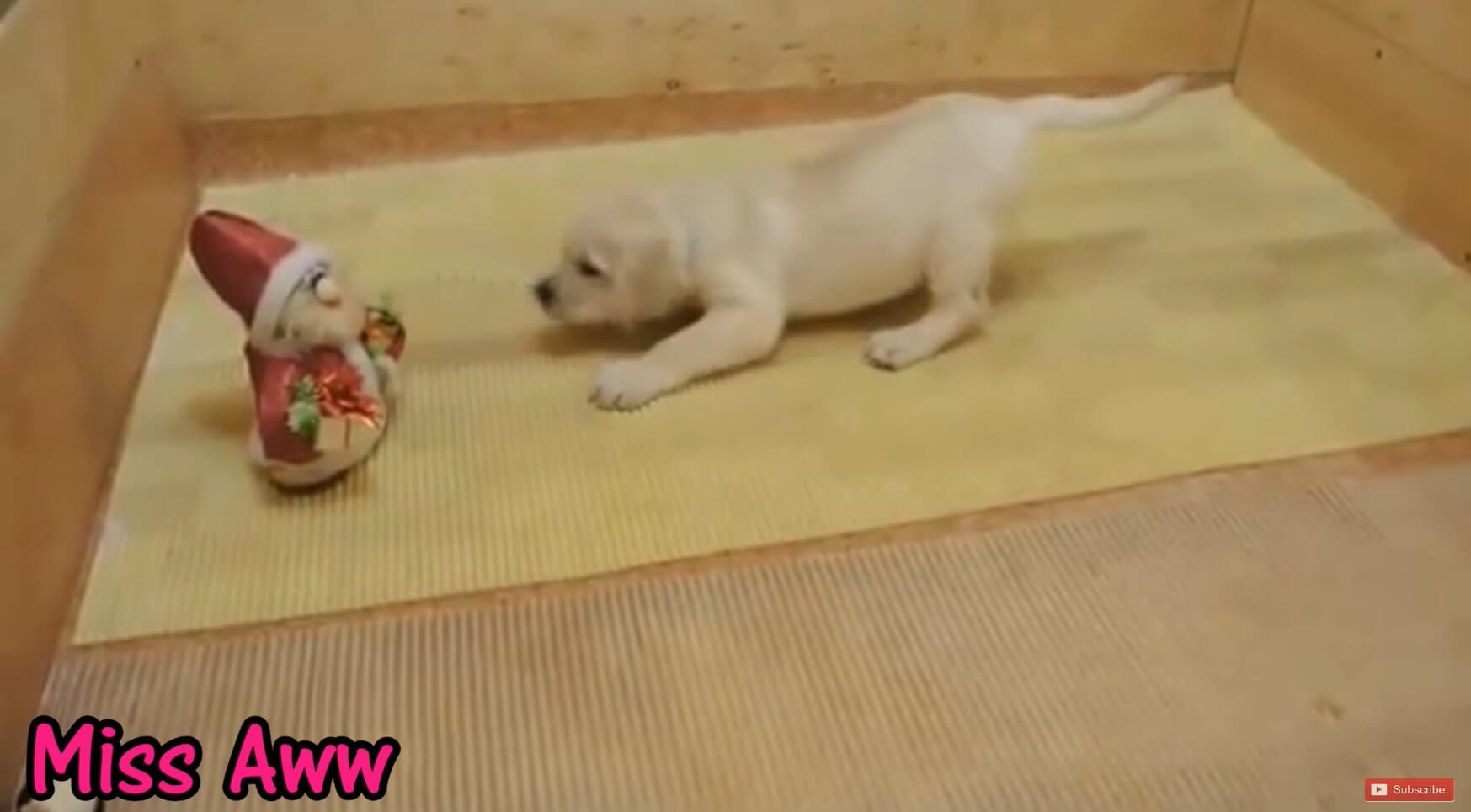 ラブラドールレトリーバー,動画